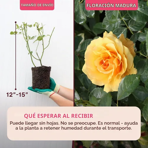 Vista 3 de Heirloom Roses Rose Bush - Easter Basket™ Planta amarilla viva para plantar al aire libre Lightly Fragrant, Hardiness Zones: 5-9, Repeat Mezcla