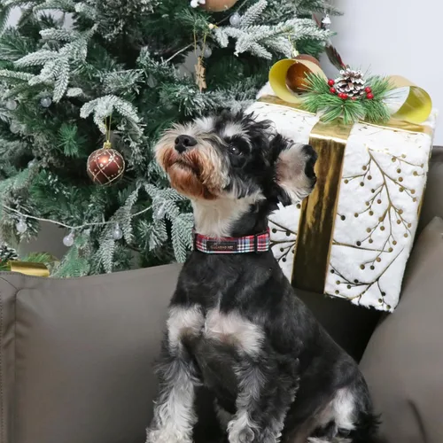Vista 80 de ARING PET Collar de perro con la bandera estadounidense, lindos collares patrióticos para perros, collares ajustables para mascotas del 4 de julio
