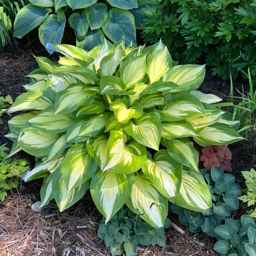 Vista 2 de 100+ Seeds Perennial Hosta Flower Seed for Planting Outdoors Garden Home Beauties