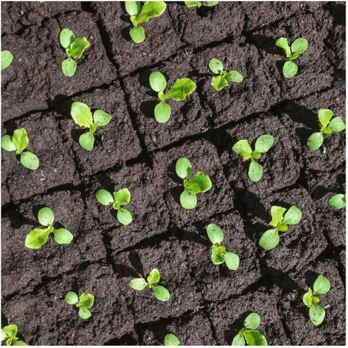 Vista 3 de Everwilde Farms - Semillas de lechuga Simpson de semillas negras de 1 onza - Gold Vault